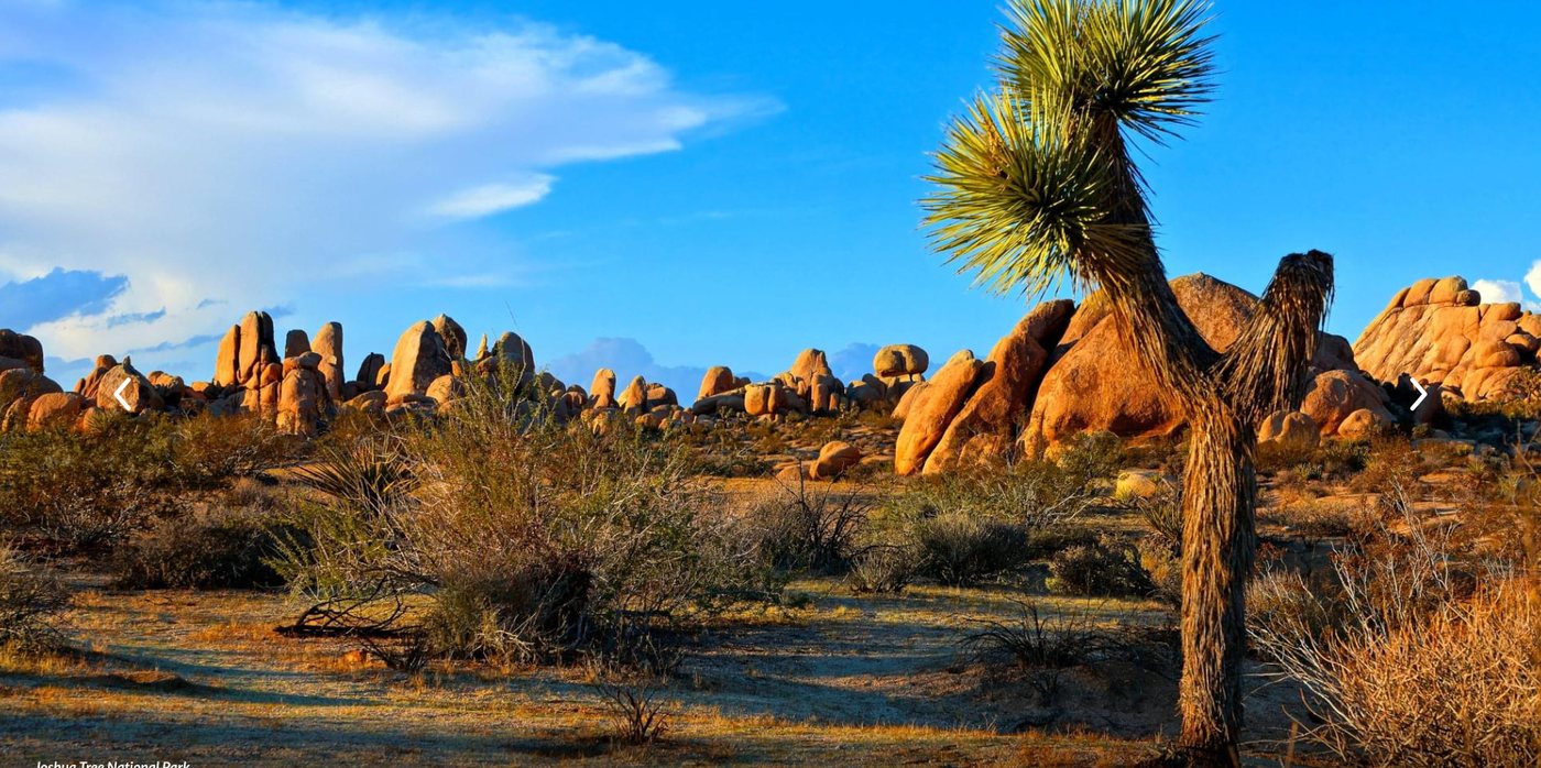 Joshua Tree landscape