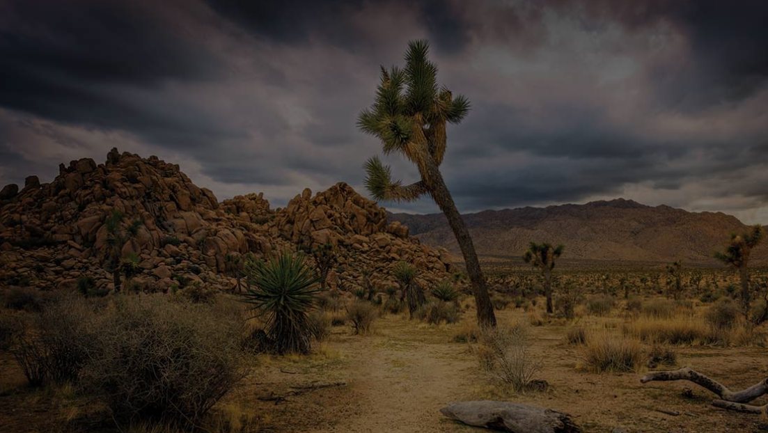 Joshua Tree desert